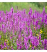 Lythrum salicaria ´Robin´®
