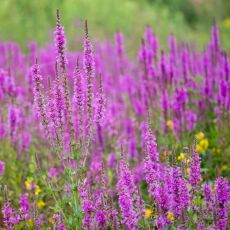 Lythrum salicaria ´Robin´®