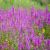 Lythrum salicaria ´Robin´®