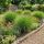 Miscanthus sinensis ´Gracillimus Nana´