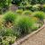 Miscanthus sinensis ´Gracillimus Nana´