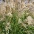Miscanthus sinensis ´Gracillimus Nana´