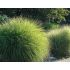 Miscanthus sinensis ´Gracillimus Nana´