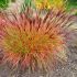 Miscanthus sinensis ´Red Chief´