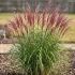 Miscanthus sinensis ´Red Chief´