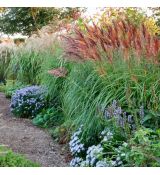 Miscanthus sinensis ´Red Chief´