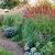Miscanthus sinensis ´Red Chief´