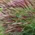 Miscanthus sinensis ´Red Chief´