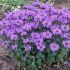 Monarda didyma ´Blue Moon´®