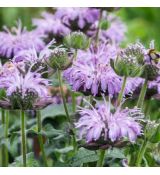 Monarda didyma ´Blue Moon´®