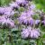Monarda didyma ´Blue Moon´®