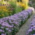 Monarda didyma ´Blue Moon´®