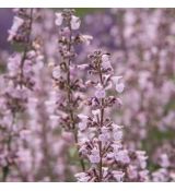 Nepeta racemosa 'Amelia'