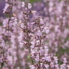 Nepeta racemosa 'Amelia'