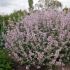 Nepeta racemosa 'Amelia'