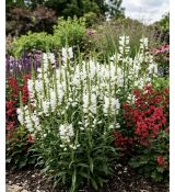 Physostegia ´Crystal Peak´