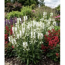 Physostegia ´Crystal Peak´