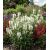 Physostegia ´Crystal Peak´