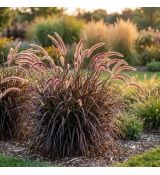 Pennisetum x advena ´Rubrum´