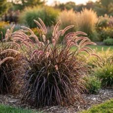 Pennisetum x advena ´Rubrum´
