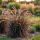 Pennisetum x advena ´Rubrum´