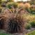 Pennisetum x advena ´Rubrum´