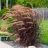 Pennisetum x advena ´Rubrum´