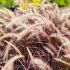 Pennisetum x advena ´Rubrum´