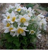 Pulsatilla vulgaris ´Alba´