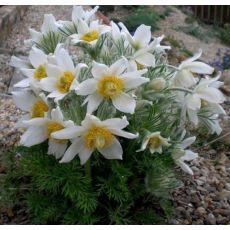 Pulsatilla vulgaris ´Alba´