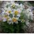 Pulsatilla vulgaris ´Alba´