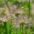 Pulsatilla vulgaris ´Alba´