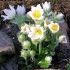 Pulsatilla vulgaris ´Alba´