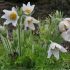 Pulsatilla vulgaris ´Alba´