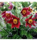 Pulsatilla vulgaris ´Rote Glocke´