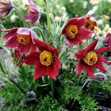 Pulsatilla vulgaris ´Rote Glocke´