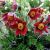 Pulsatilla vulgaris ´Rote Glocke´