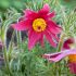 Pulsatilla vulgaris ´Rote Glocke´
