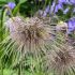 Pulsatilla vulgaris ´Rote Glocke´