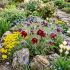 Pulsatilla vulgaris ´Rote Glocke´
