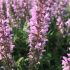 Salvia nemorosa 'Feathers Flamingo'®