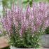 Salvia nemorosa 'Feathers Flamingo'®