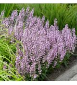 Salvia nemorosa 'Feathers Flamingo'®