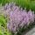 Salvia nemorosa 'Feathers Flamingo'®