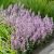 Salvia nemorosa 'Feathers Flamingo'®