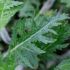 Salvia nemorosa 'Feathers Flamingo'®