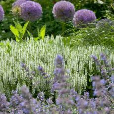 Salvia nemorosa ´Sensation White´®