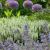 Salvia nemorosa ´Sensation White´®