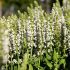 Salvia nemorosa ´Sensation White´®