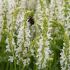 Salvia nemorosa ´Sensation White´®